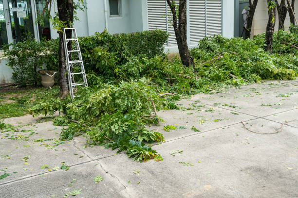 Best Best Tree Removal Services  in Jay, OK